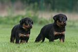 BEAUCERON - PUPPIES 381